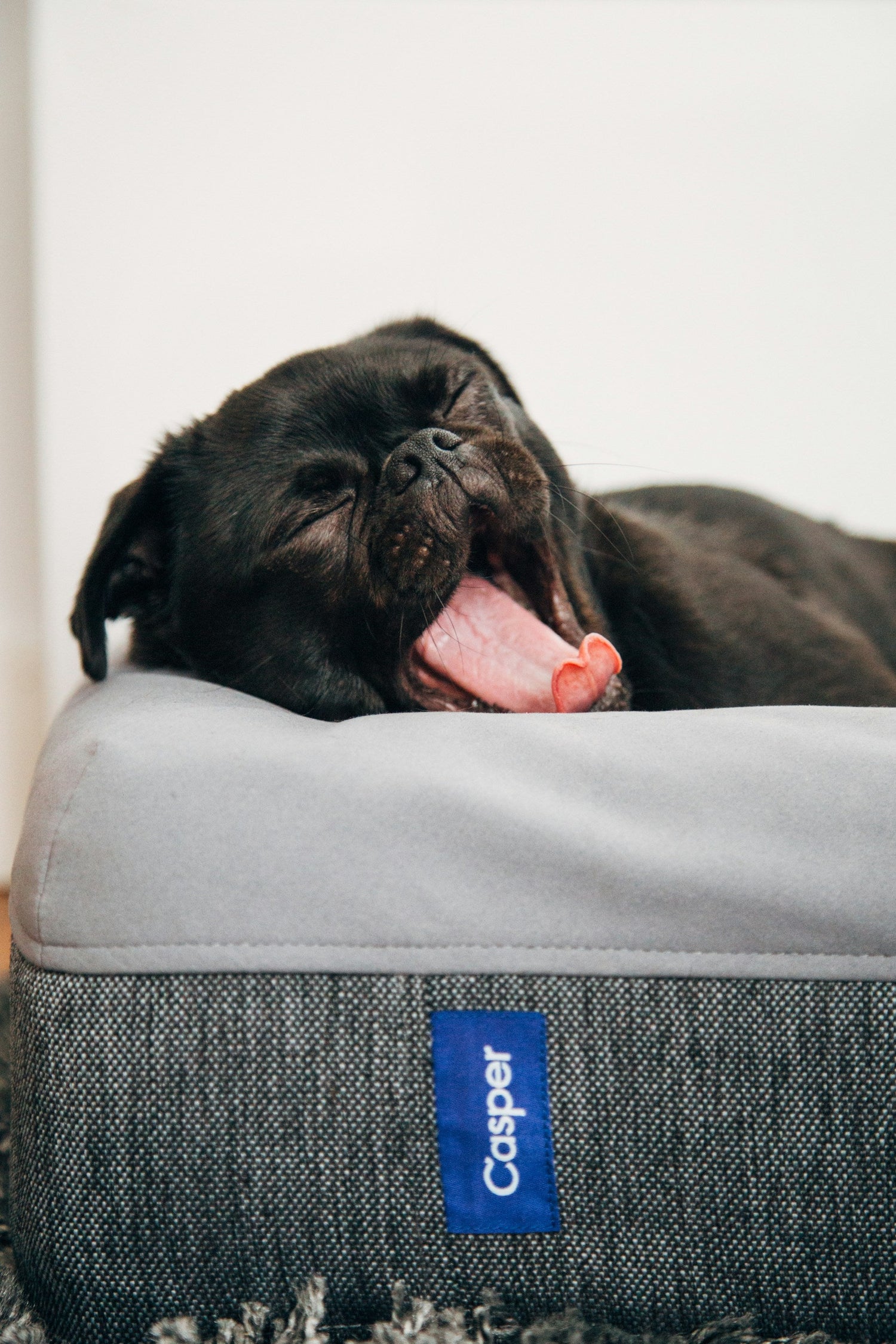 Pet Beds