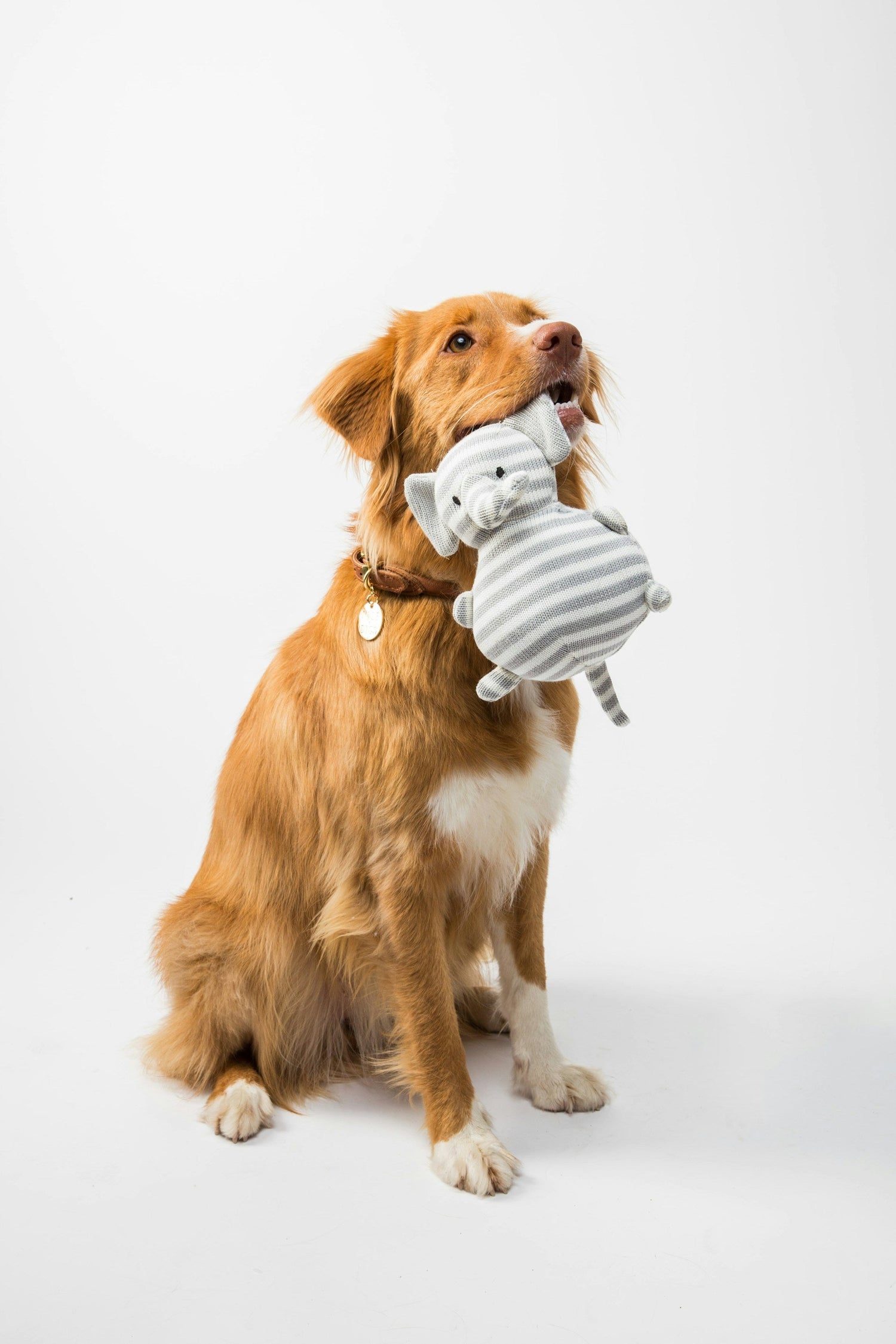 Pet Training